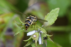Allograpta fuscotibialis