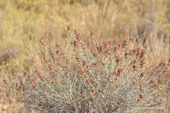 Anthyllis cytisoides