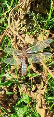 Libellula depressa