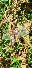 Libellula depressa