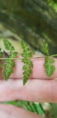 Cystopteris tenuis