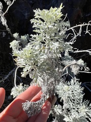 Artemisia mauiensis
