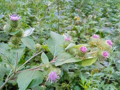 Arctium minus