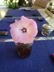 Convolvulus althaeoides