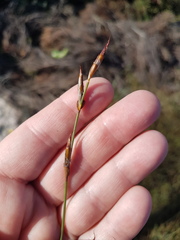 Willdenowia arescens