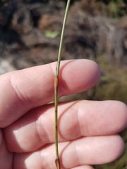 Willdenowia arescens