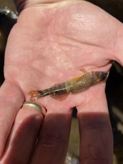 Etheostoma variatum
