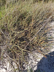 Willdenowia arescens