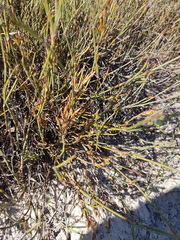 Willdenowia arescens