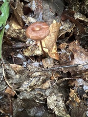 Collybiopsis biformis