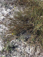 Willdenowia arescens