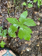 Hydrastis canadensis
