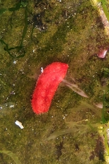 Lissothuria nutriens