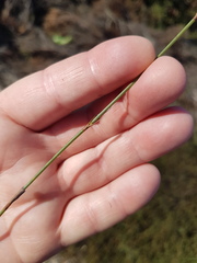 Willdenowia arescens