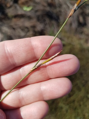 Willdenowia arescens