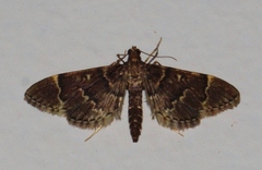 Duponchelia lanceolalis