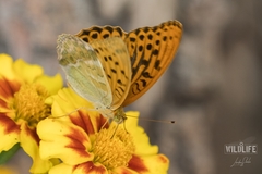 Argynnis paphia