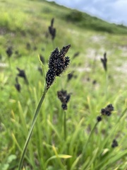 Carex atrata