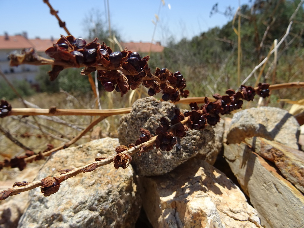 Chasmanthe floribunda, Zona Ribeiro do Baco, 7300 Portalegre, Portugal, by mtfoliveira