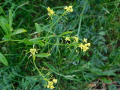 Rorippa austriaca
