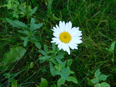 Leucanthemum vulgare