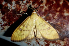Mecyna auralis