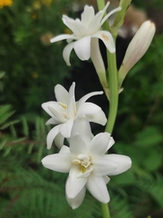 Polianthes tuberosa