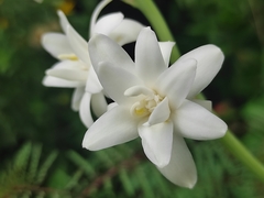 Polianthes tuberosa