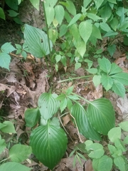 Hosta sieboldii