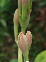 Polianthes tuberosa