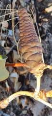 Welwitschia mirabilis image