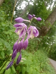 Hosta sieboldii