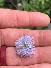 Gilia capitata capitata