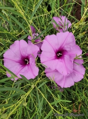 Ipomoea leptophylla