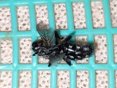 Diptera