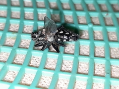 Diptera