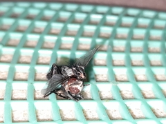 Diptera