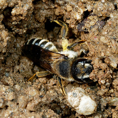 Megachile albisecta