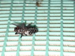 Diptera