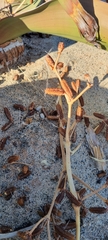 Welwitschia mirabilis image