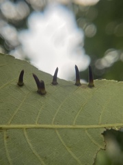 Caryomyia subulata