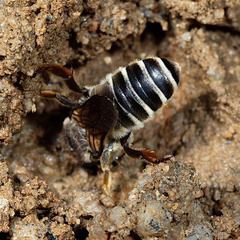 Megachile albisecta