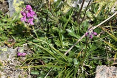 Pedicularis caucasica