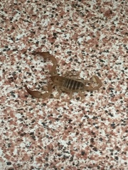 Euscorpius aquilejensis