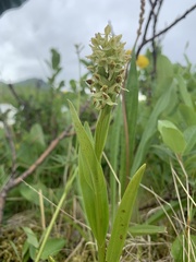 Platanthera convallariifolia