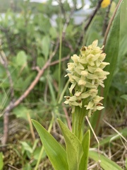 Platanthera convallariifolia