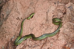 Boiga cyanea
