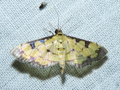 Ategumia
