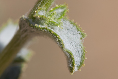 Lessingia pectinata tenuipes