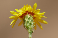 Lessingia pectinata tenuipes